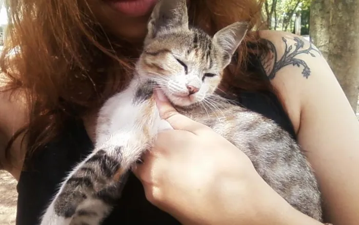 Gato ra a Vira-lata idade Abaixo de 2 meses nome Sem nome