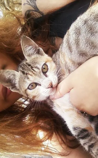 Gato ra a Vira-lata idade Abaixo de 2 meses nome Sem nome