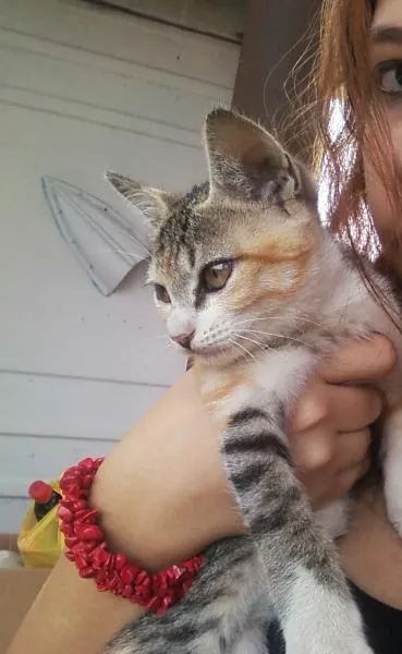 Gato ra a Vira-lata idade Abaixo de 2 meses nome Sem nome