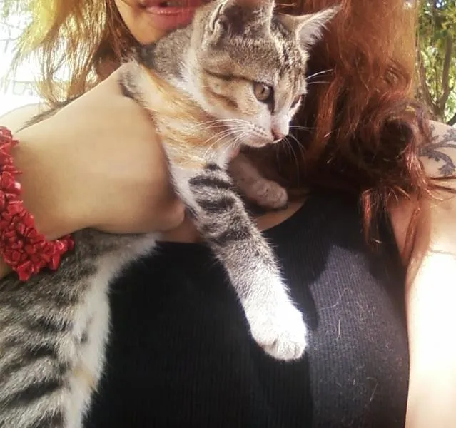 Gato ra a Vira-lata idade Abaixo de 2 meses nome Sem nome