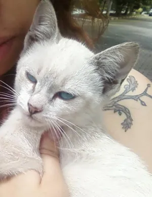 Gato raça Vira-lata idade Abaixo de 2 meses nome Sem nome