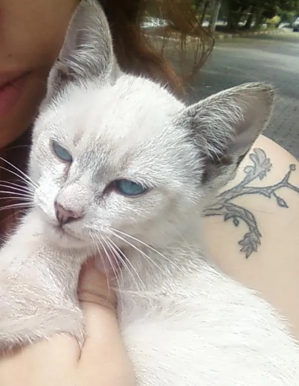 Gato ra a Vira-lata idade Abaixo de 2 meses nome Sem nome
