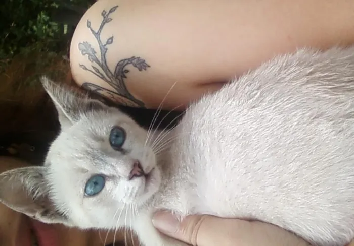 Gato ra a Vira-lata idade Abaixo de 2 meses nome Sem nome