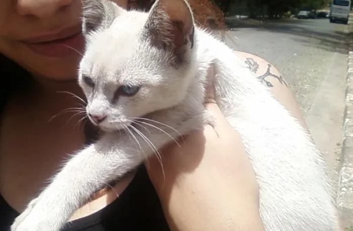 Gato ra a Vira-lata idade Abaixo de 2 meses nome Sem nome