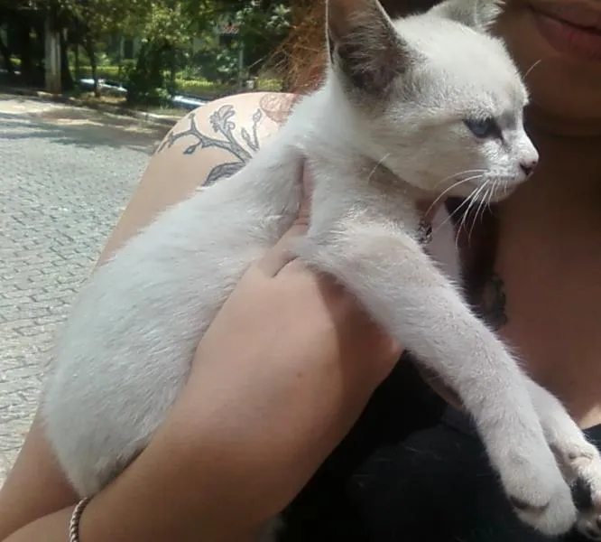 Gato ra a Vira-lata idade Abaixo de 2 meses nome Sem nome