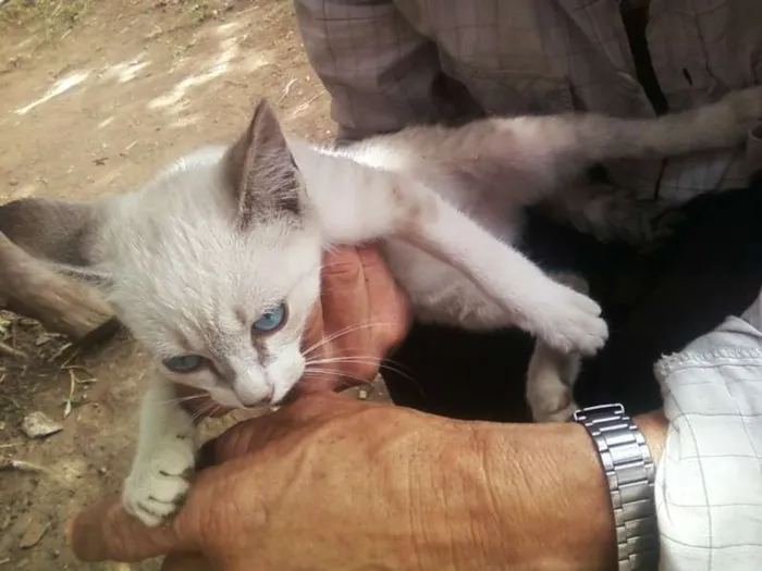 Gato ra a Vira-lata idade Abaixo de 2 meses nome Sem nome