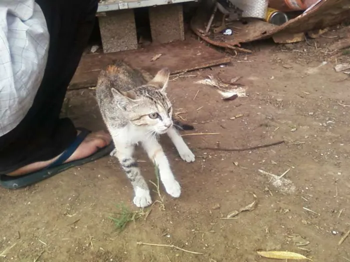 Gato ra a Vira-lata idade Abaixo de 2 meses nome Sem nome