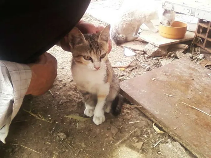Gato ra a Vira-lata idade Abaixo de 2 meses nome Sem nome