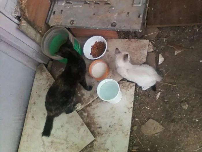 Gato ra a Vira-lata idade Abaixo de 2 meses nome Sem nome