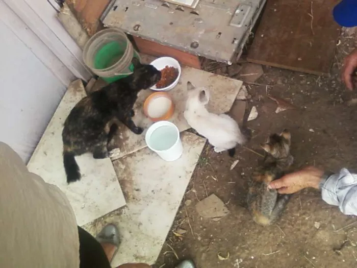 Gato ra a Vira-lata idade Abaixo de 2 meses nome Sem nome