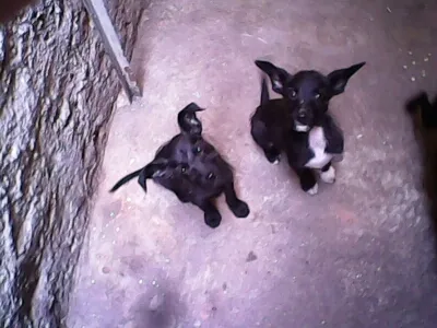 Cachorro ra a Barbudo idade 2 a 6 meses nome Mais de 1 