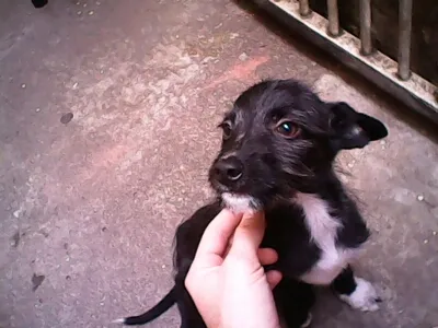 Cachorro ra a Barbudo idade 2 a 6 meses nome Mais de 1 