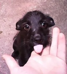 Cachorro ra a Barbudo idade 2 a 6 meses nome Mais de 1 