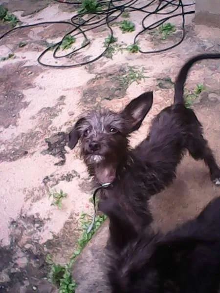 Cachorro ra a Barbudo idade 2 a 6 meses nome Mais de 1 