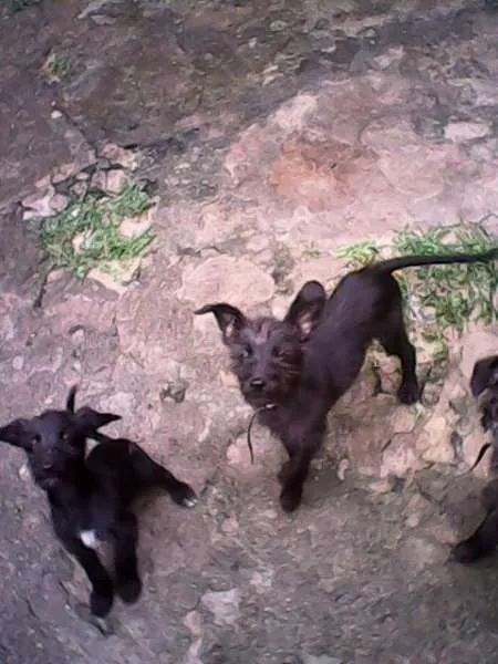 Cachorro ra a Barbudo idade 2 a 6 meses nome Mais de 1 