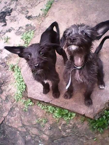 Cachorro ra a Barbudo idade 2 a 6 meses nome Mais de 1 