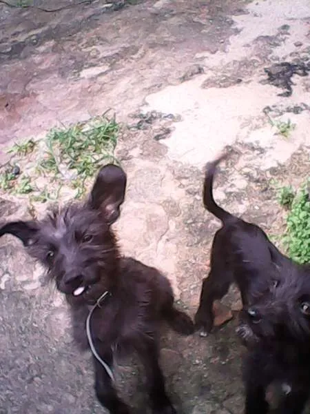 Cachorro ra a Barbudo idade 2 a 6 meses nome Mais de 1 