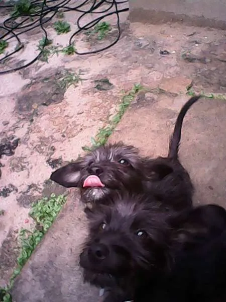Cachorro ra a Barbudo idade 2 a 6 meses nome Mais de 1 