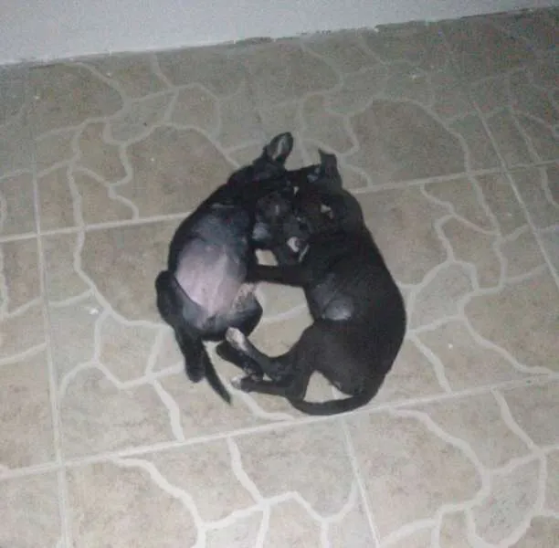 Cachorro ra a RND idade 2 a 6 meses nome Pretinhas