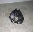 Pretinhas