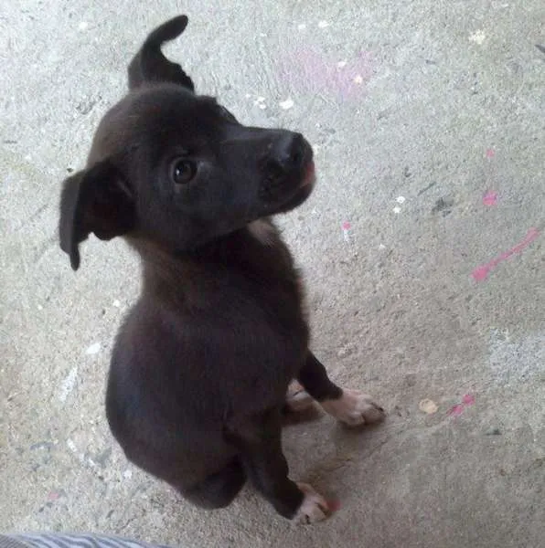 Cachorro ra a RND idade 2 a 6 meses nome Pretinhas