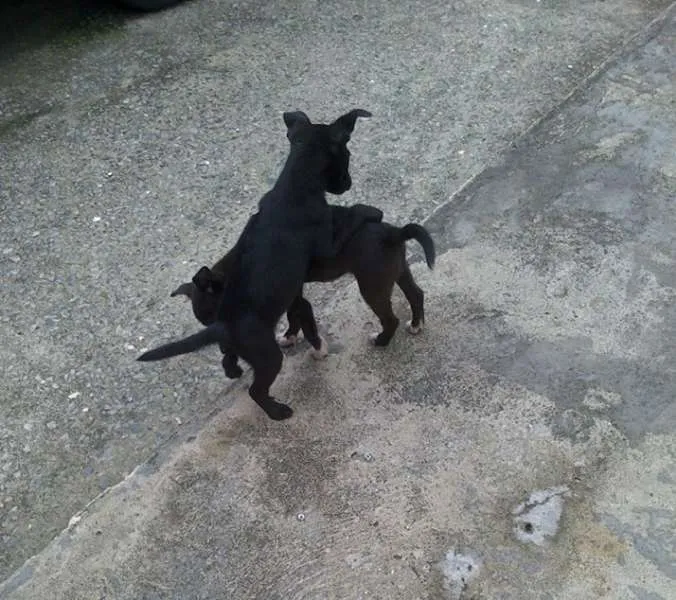 Cachorro ra a RND idade 2 a 6 meses nome Pretinhas