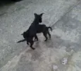 Pretinhas