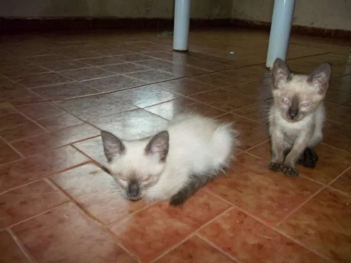 Gato ra a  idade 2 a 6 meses nome SEM NOME