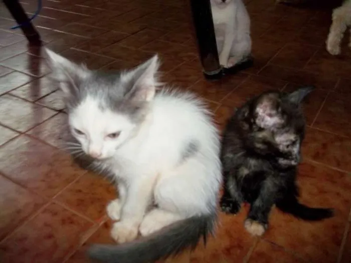 Gato ra a  idade 2 a 6 meses nome SEM NOME