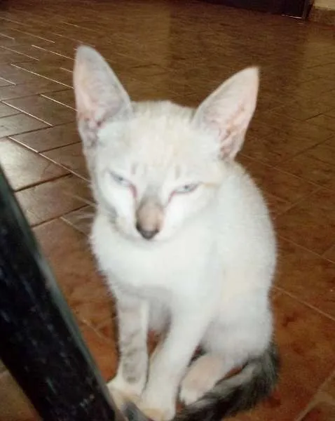 Gato ra a  idade 2 a 6 meses nome SEM NOME