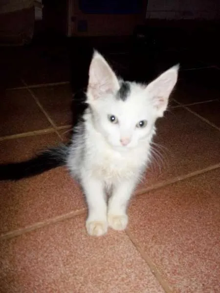 Gato ra a  idade 2 a 6 meses nome SEM NOME