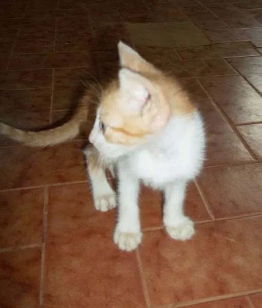 Gato ra a  idade 2 a 6 meses nome SEM NOME