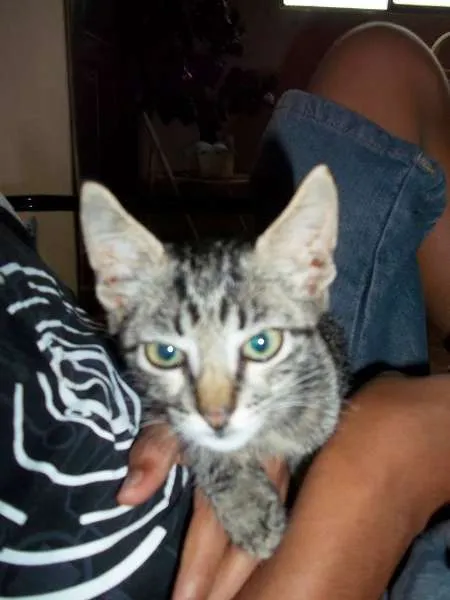 Gato ra a  idade 2 a 6 meses nome SEM NOME