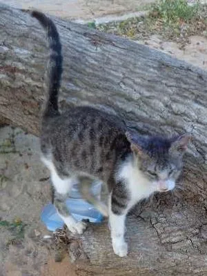 Gato raça srd idade 2 a 6 meses nome Mimi