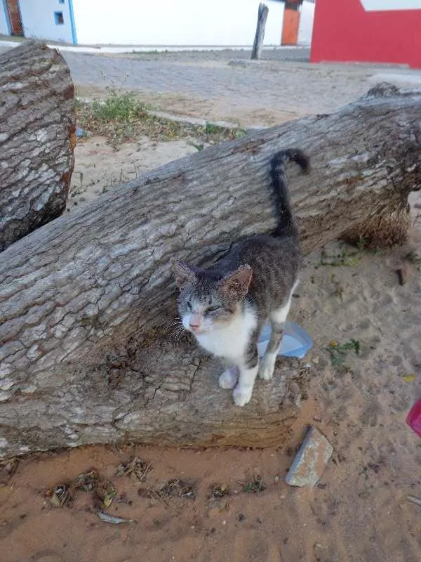 Gato raça srd idade 2 a 6 meses nome Mimi