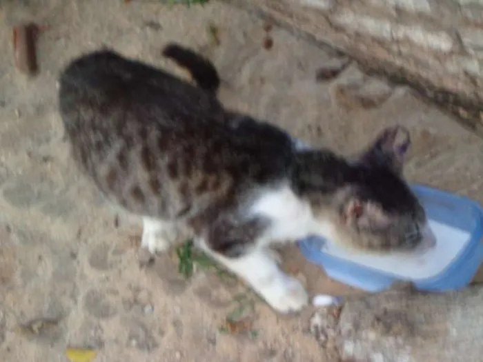 Gato raça srd idade 2 a 6 meses nome Mimi