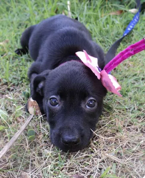 Cachorro ra a SRD idade 2 a 6 meses nome Filhote