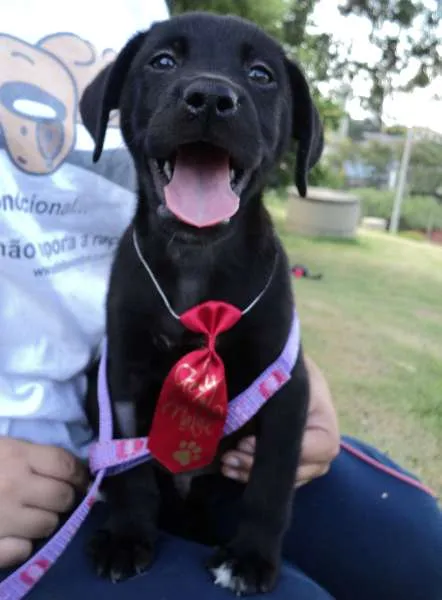 Cachorro ra a SRD idade 2 a 6 meses nome Filhote
