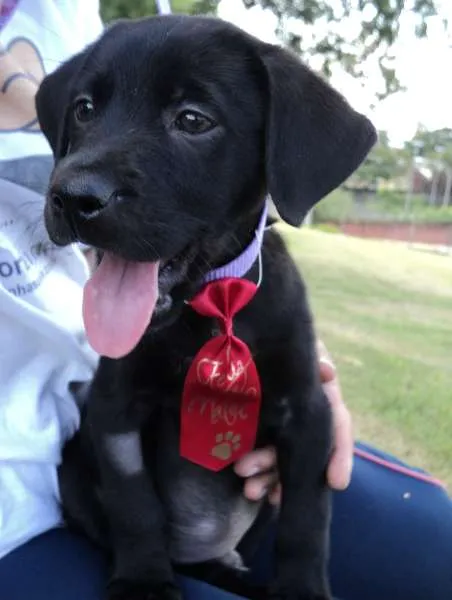 Cachorro ra a SRD idade 2 a 6 meses nome Filhote