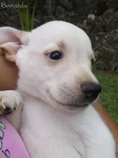 Cachorro ra a SRD idade 2 a 6 meses nome Bernardo