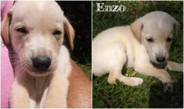 Cachorro ra a SRD idade 2 a 6 meses nome Enzo