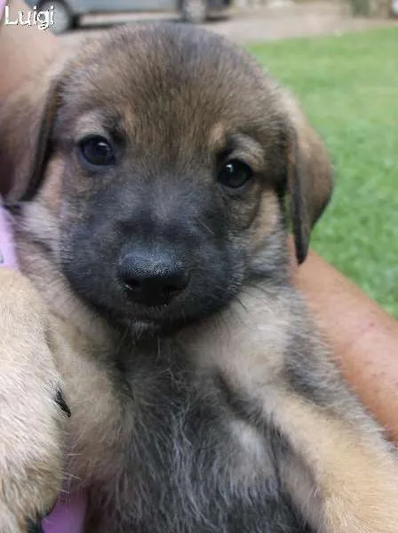 Cachorro ra a SRD idade 2 a 6 meses nome Luigi
