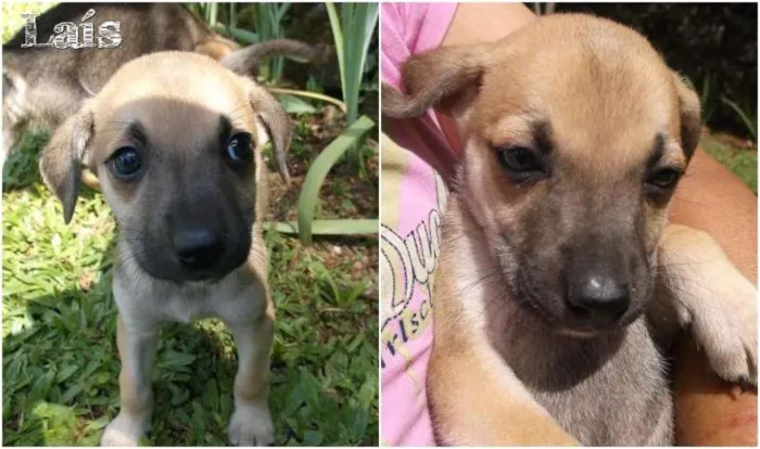 Cachorro ra a SRD idade 2 a 6 meses nome Laís