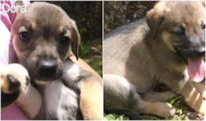 Cachorro raça SRD idade 2 a 6 meses nome Dora