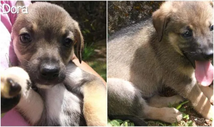 Cachorro ra a SRD idade 2 a 6 meses nome Dora