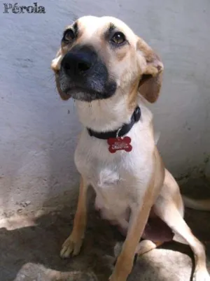 Cachorro raça SRD idade 2 anos nome Pérola