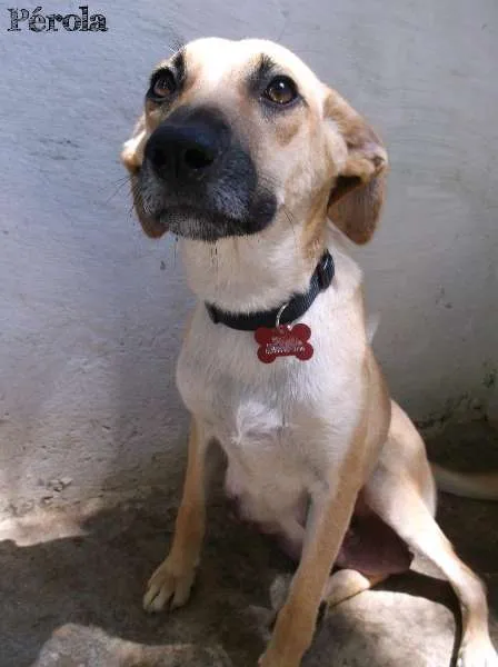 Cachorro ra a SRD idade 2 anos nome Pérola