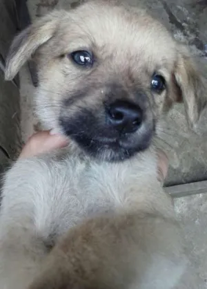 Cachorro raça Cruza de cocker idade Abaixo de 2 meses nome Nick