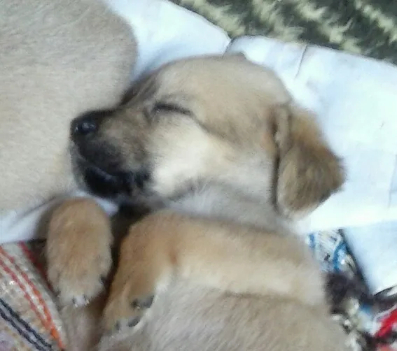 Cachorro ra a Cruza de cocker idade Abaixo de 2 meses nome Nick