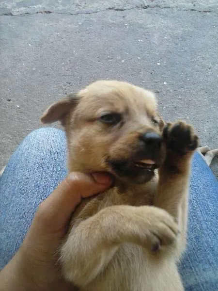 Cachorro ra a Cruza de Cocker idade Abaixo de 2 meses nome Mari